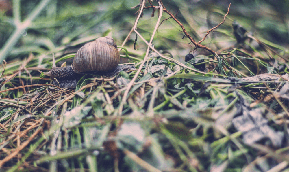 Top Pest Control Tips to Keep Pests Away This Summer