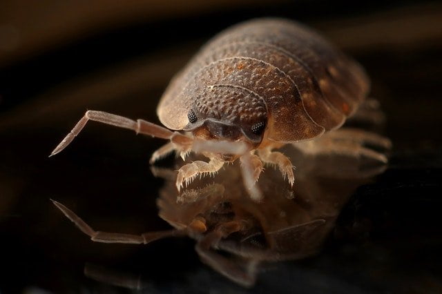 Bed Bug Treatments